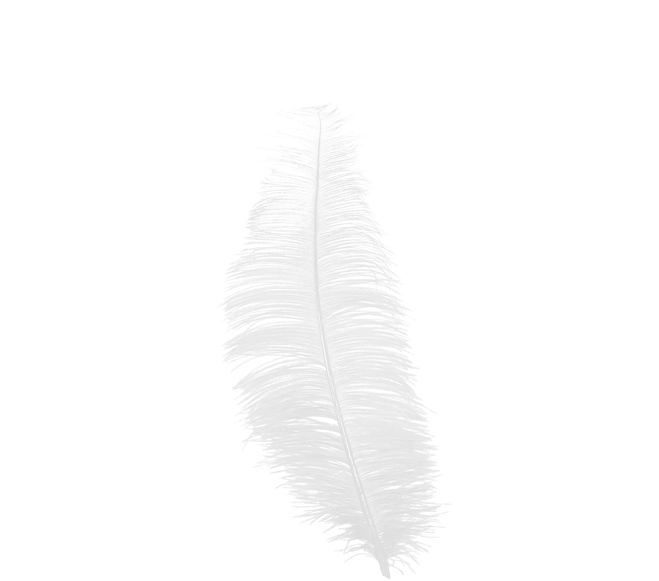 Pose med 12 strudsefjer, 25-35 cm, hvid
