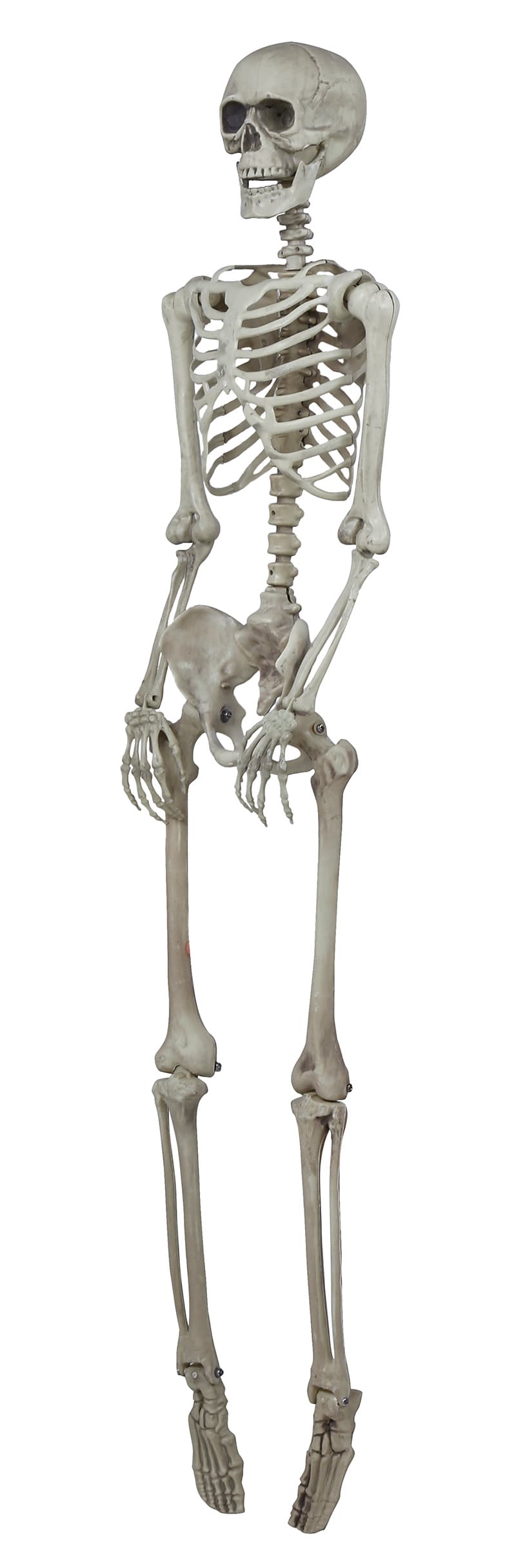Skelet 160 cm