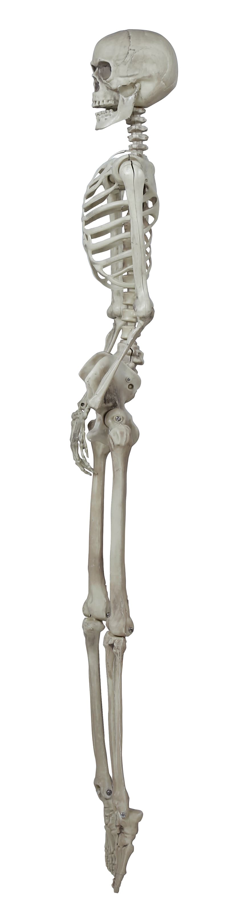 Skelet 160 cm