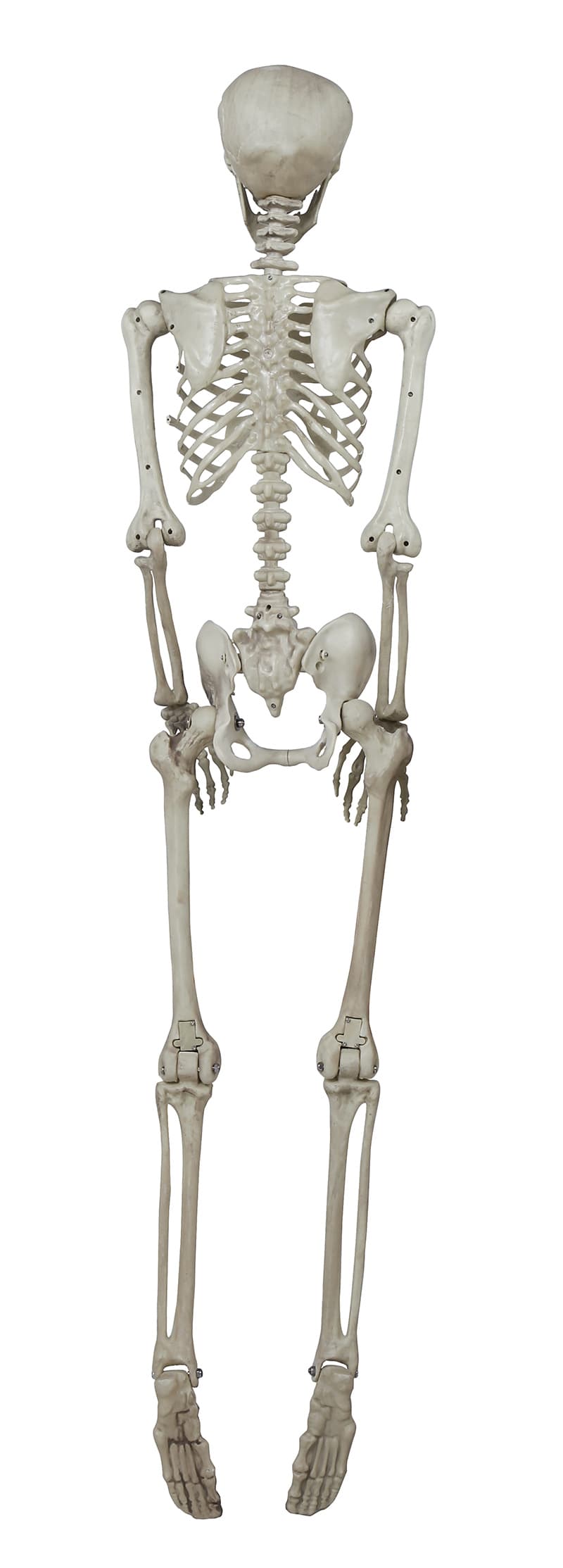 Skelet 160 cm