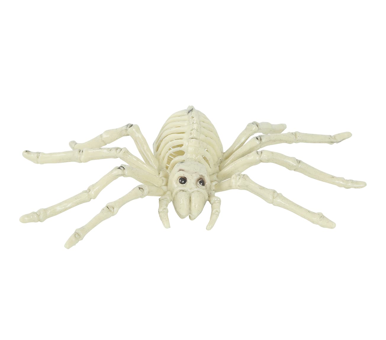 Edderkoppeskelet 24 cm