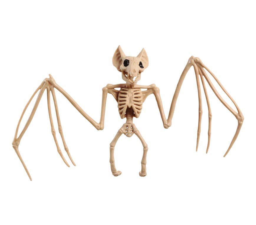 Flagermusskelet, 30 × 16 cm