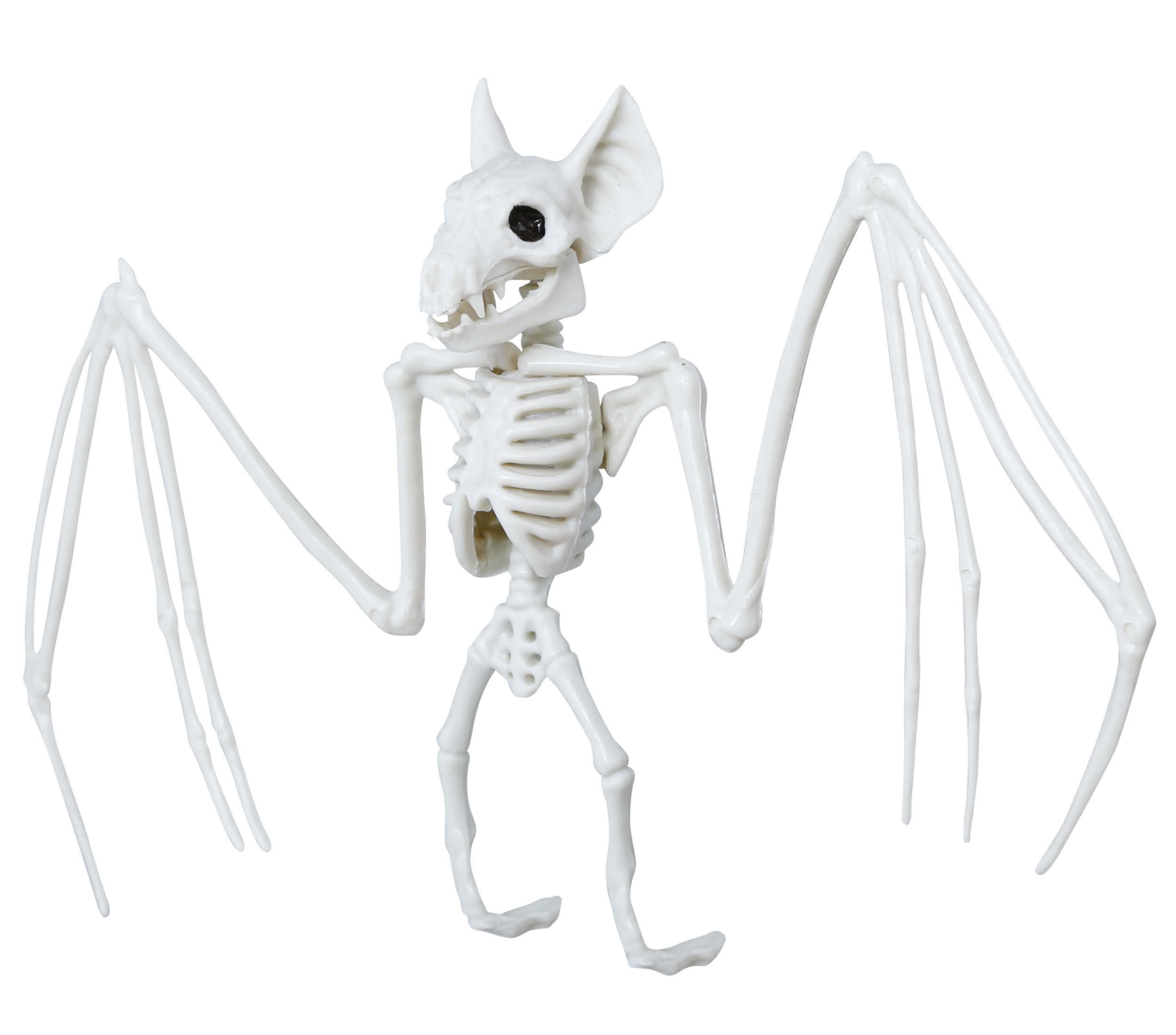 Flagermusskelet, 30 × 16 cm