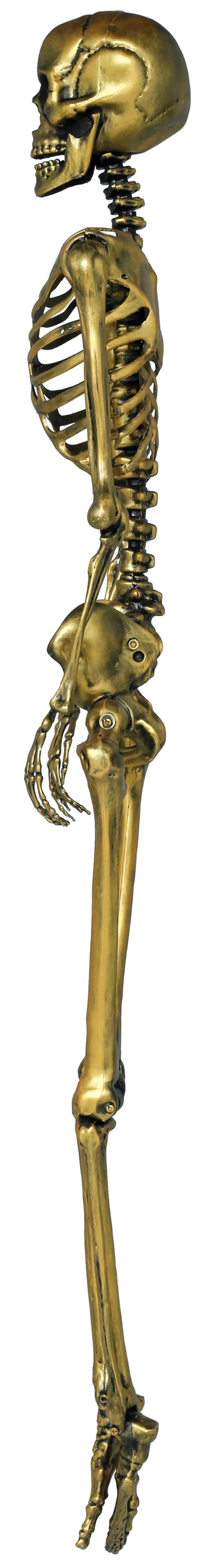 Guldskelet, 90 cm