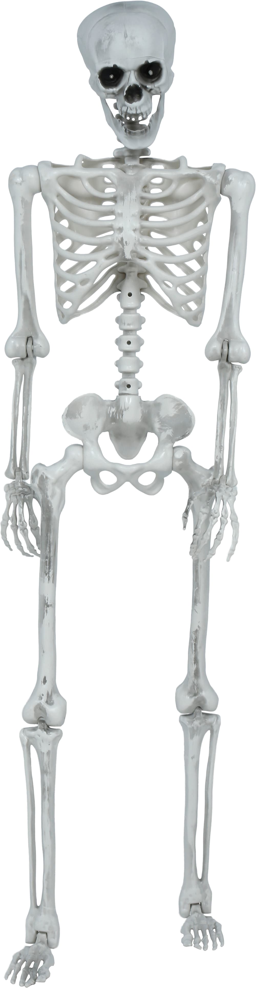 Leddelt skelet, 145 cm