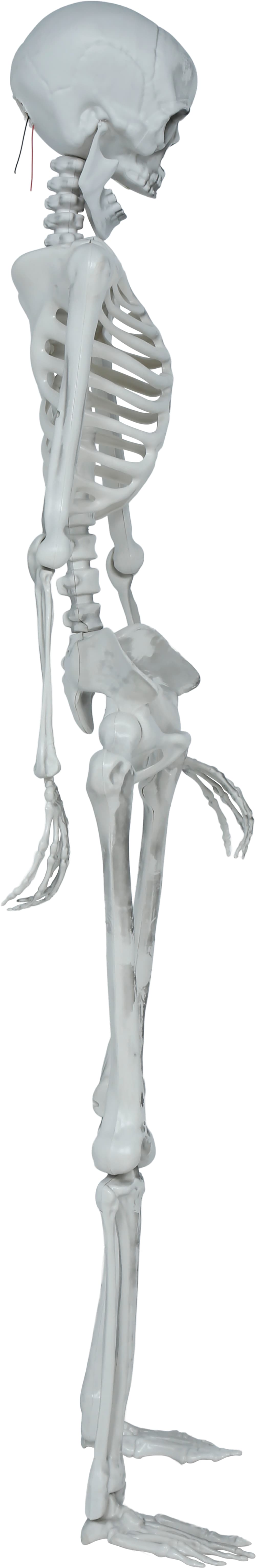 Leddelt skelet, 145 cm