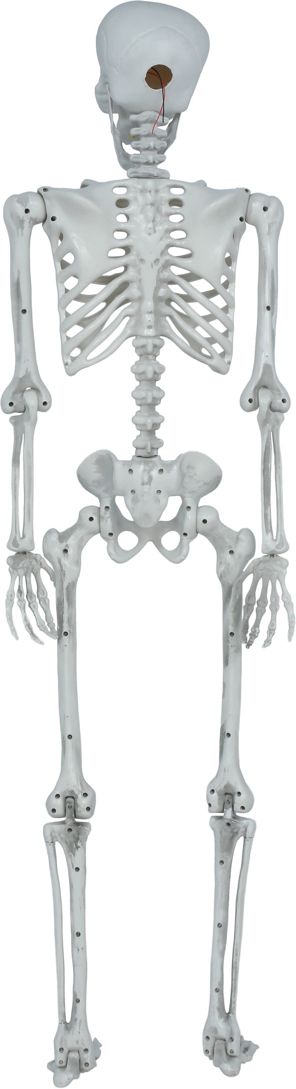 Leddelt skelet, 145 cm
