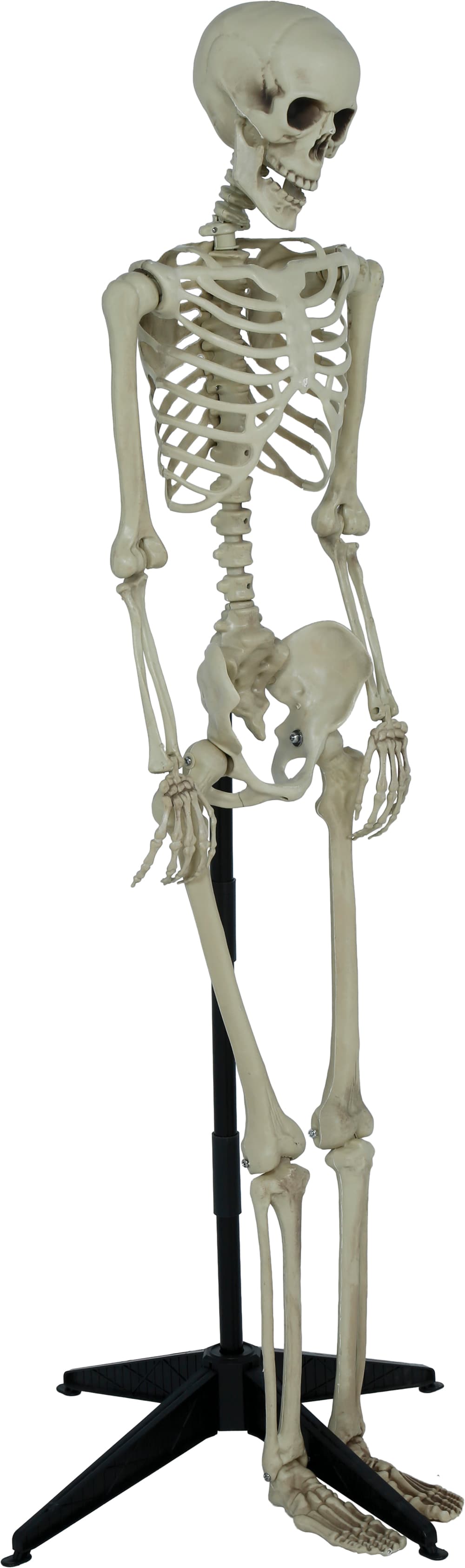 Leddelt skelet med sokkel, 155 cm