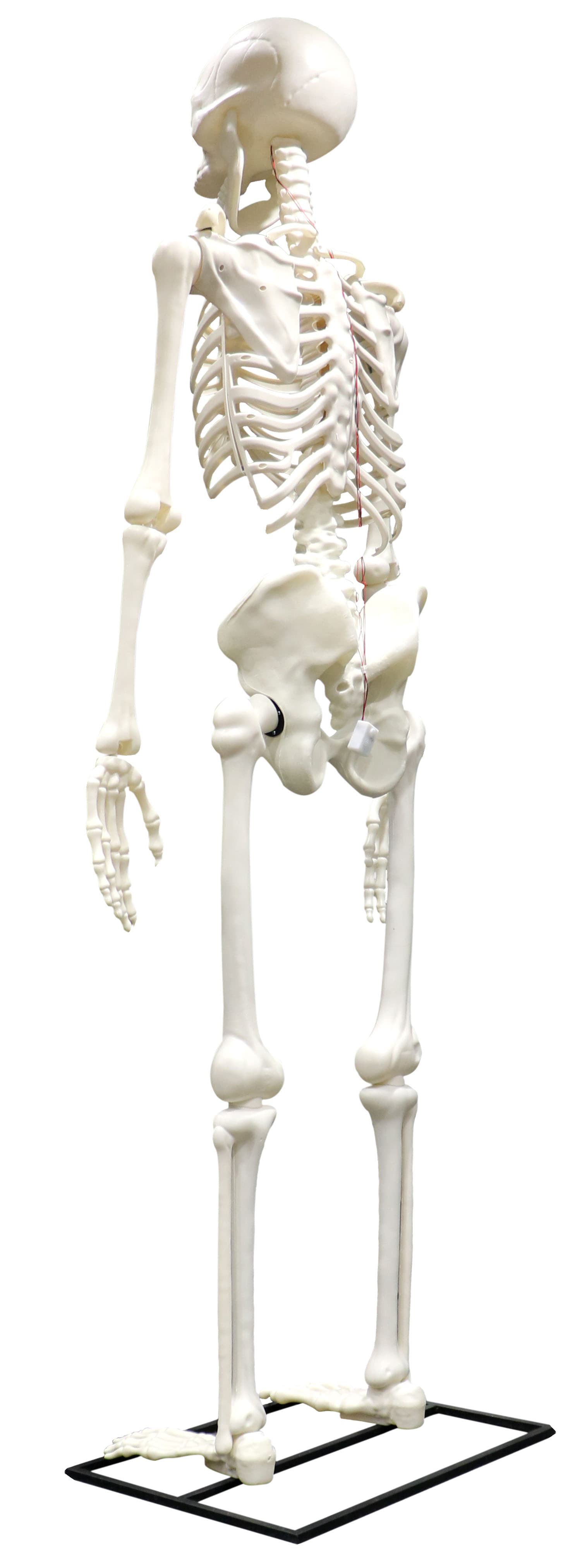 Kæmpeskelet med lys, 310 cm (med metalstativ)